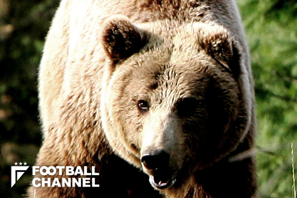 ロシアの試合前に熊がパフォーマンス 非人道的で危険 と動物保護団体 フットボールチャンネル